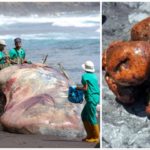 Capodoglio muore per una occlusione intestinale e gli abitanti festeggiano: ecco perché