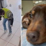 Armato di martello rapisce un bassotto: cane salvato grazie ai social