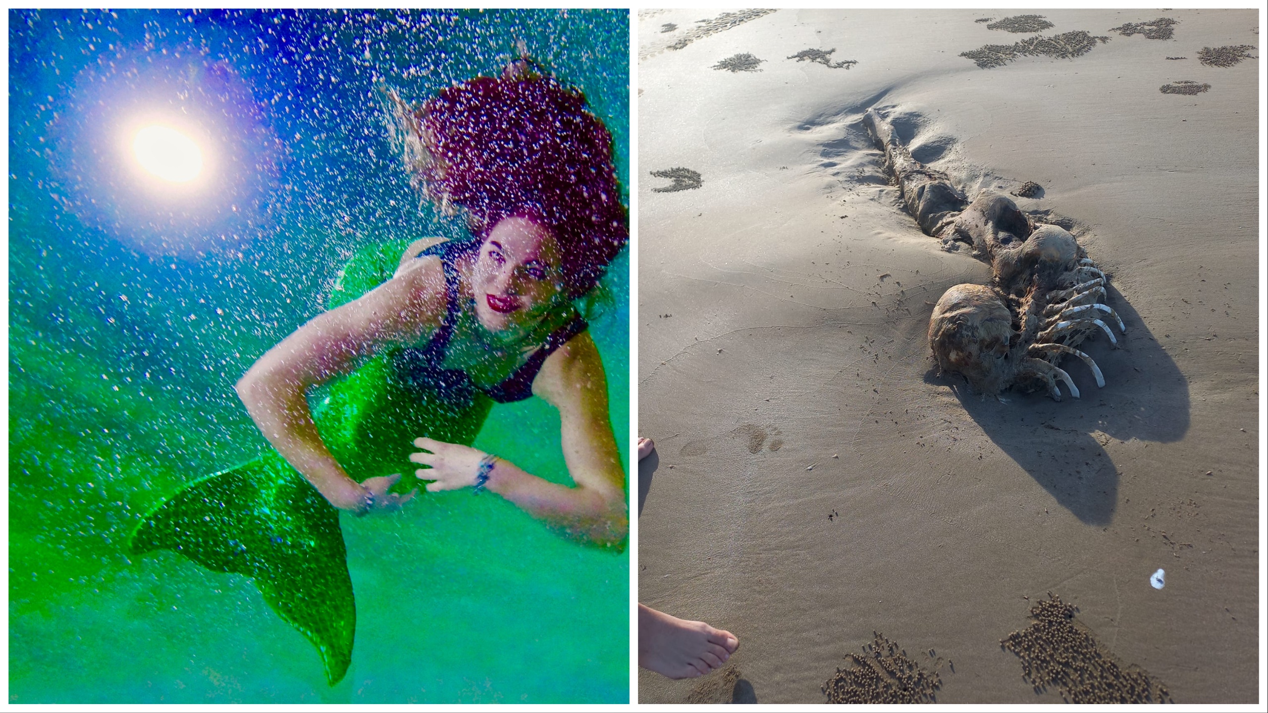 "Le squelette d'une sirène retrouvé", les réseaux sociaux se sont déchaînés : voici la vérité