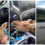 Salva cucciolo di alce da orso affamato: l’azienda lo licenzia per un cavillo