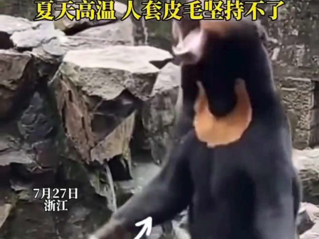 Un zoo chinois accusé de faux animaux