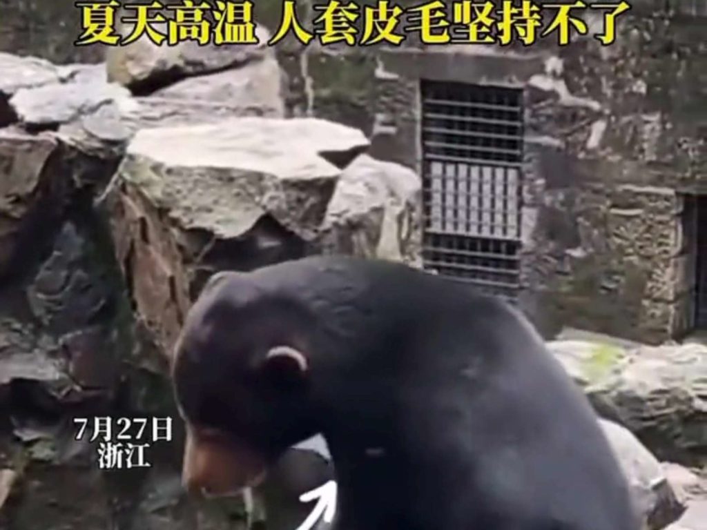 Chinas Zoo wird wegen gefälschter Tiere angeklagt