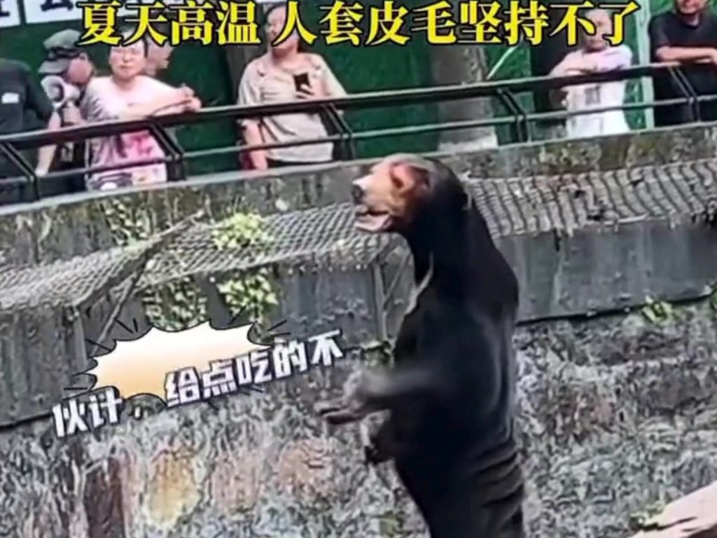 Un zoo chinois accusé de faux animaux