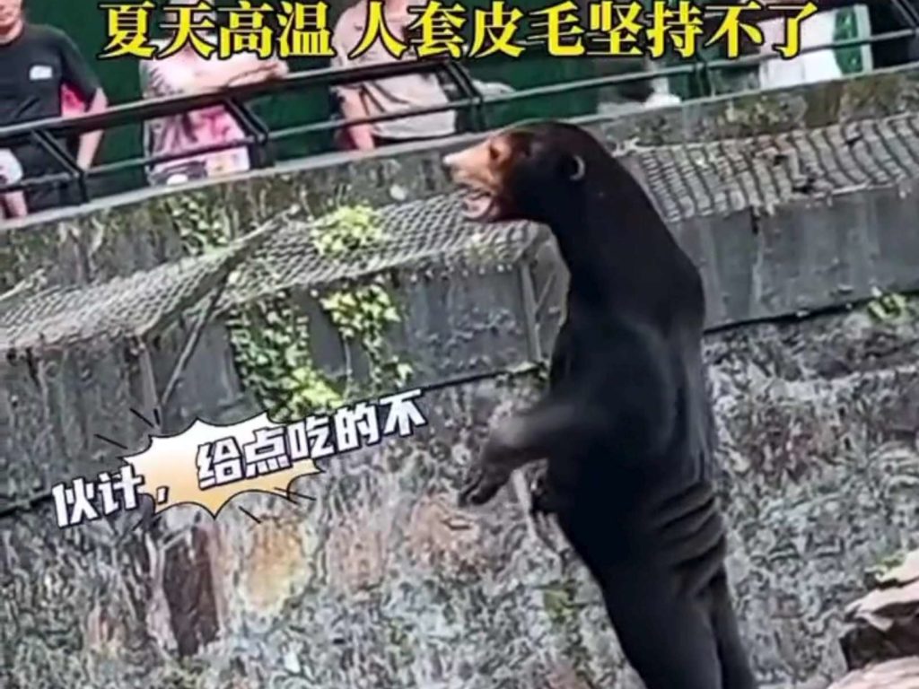 Un zoo chinois accusé de faux animaux