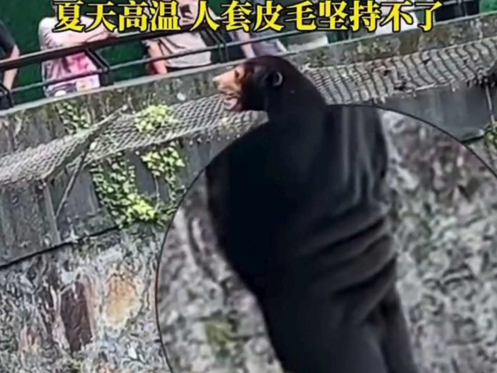 Un zoo chinois accusé de faux animaux