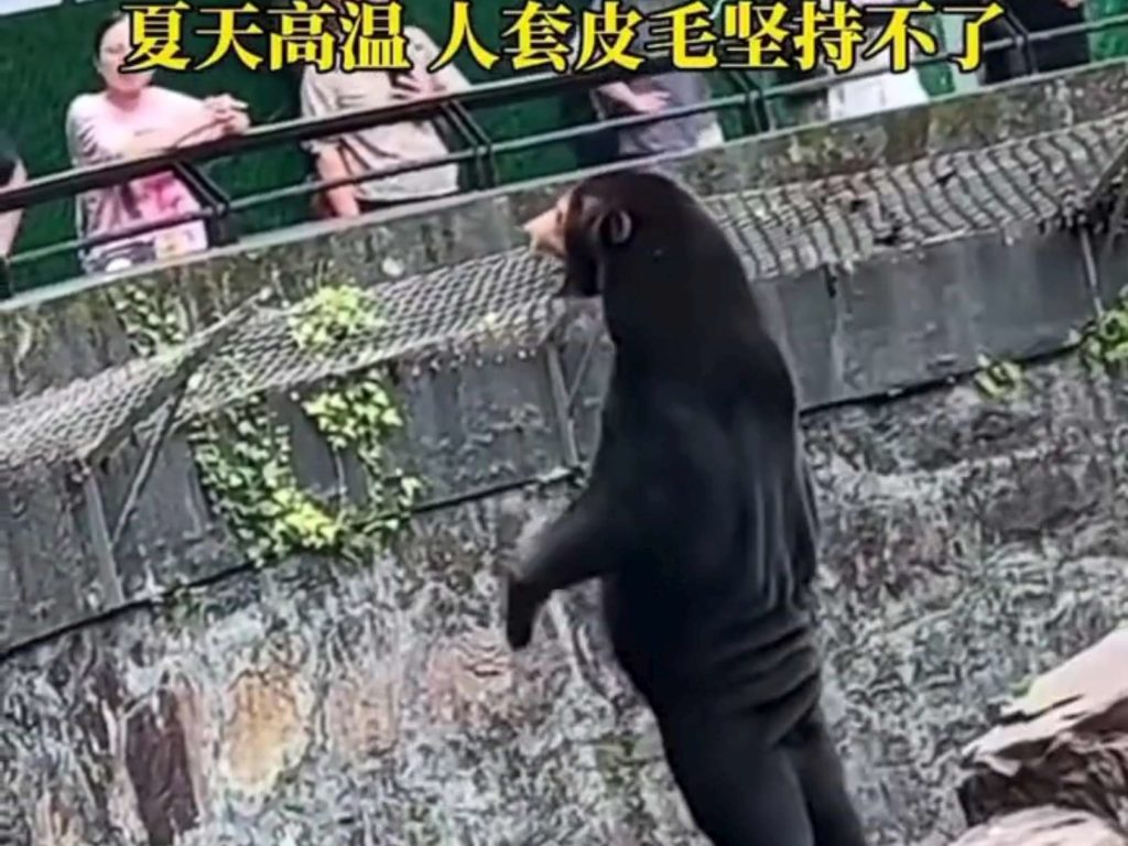 Un zoo chinois accusé de faux animaux