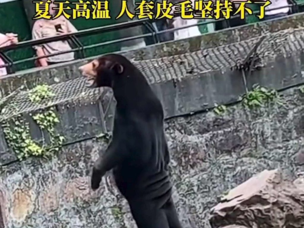 Un zoo chinois accusé de faux animaux