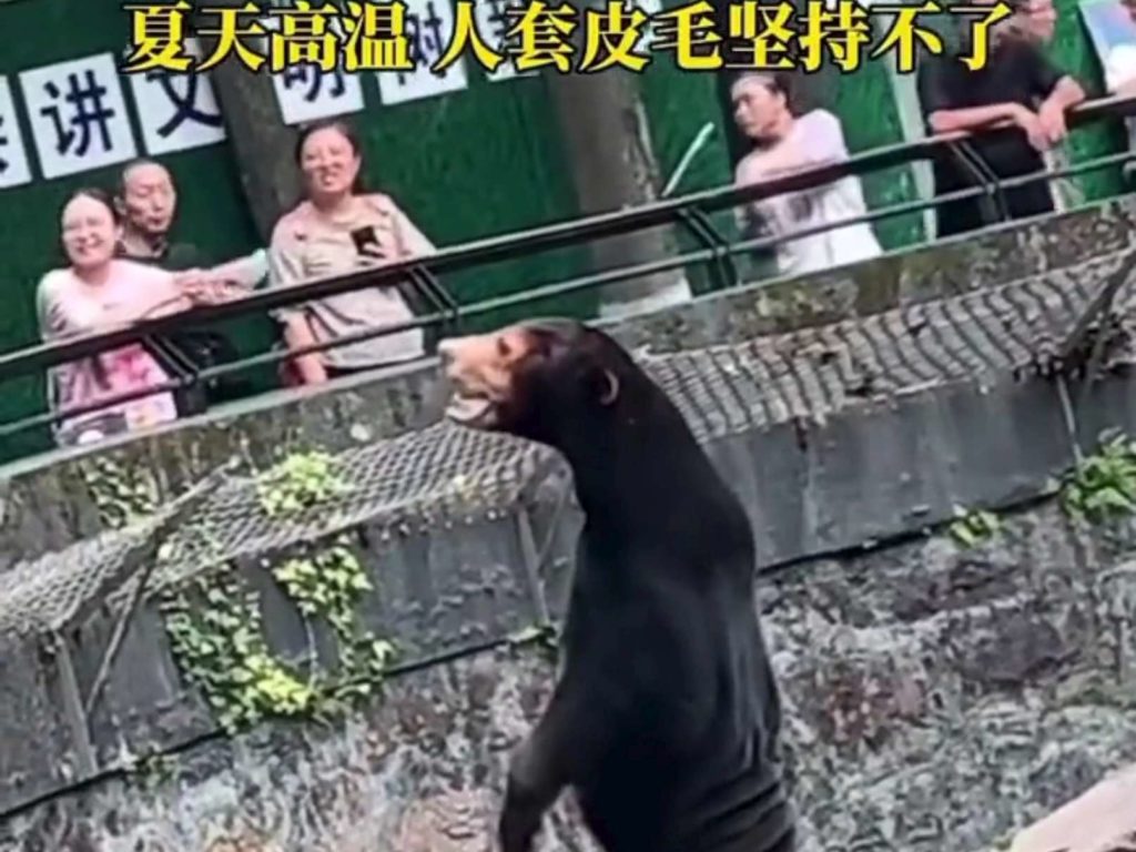 Un zoo chinois accusé de faux animaux