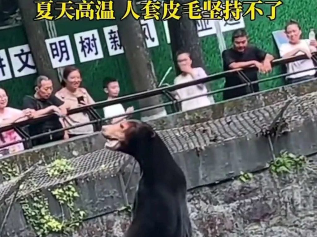 Chinas Zoo wird wegen gefälschter Tiere angeklagt