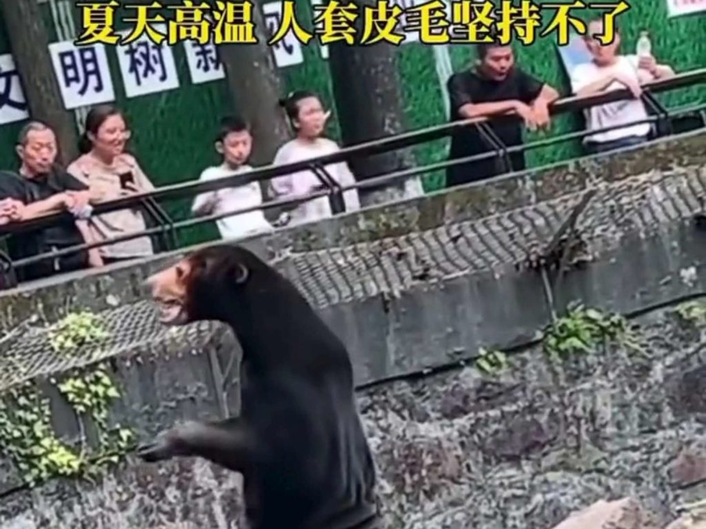 Chinas Zoo wird wegen gefälschter Tiere angeklagt