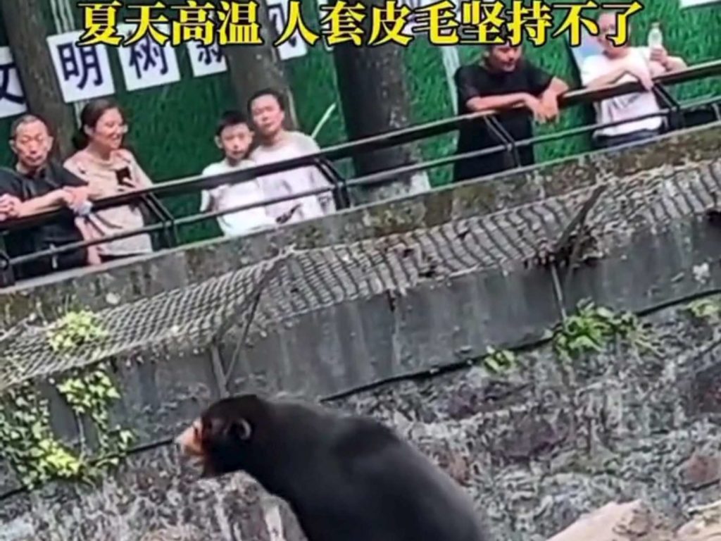 Un zoo chinois accusé de faux animaux