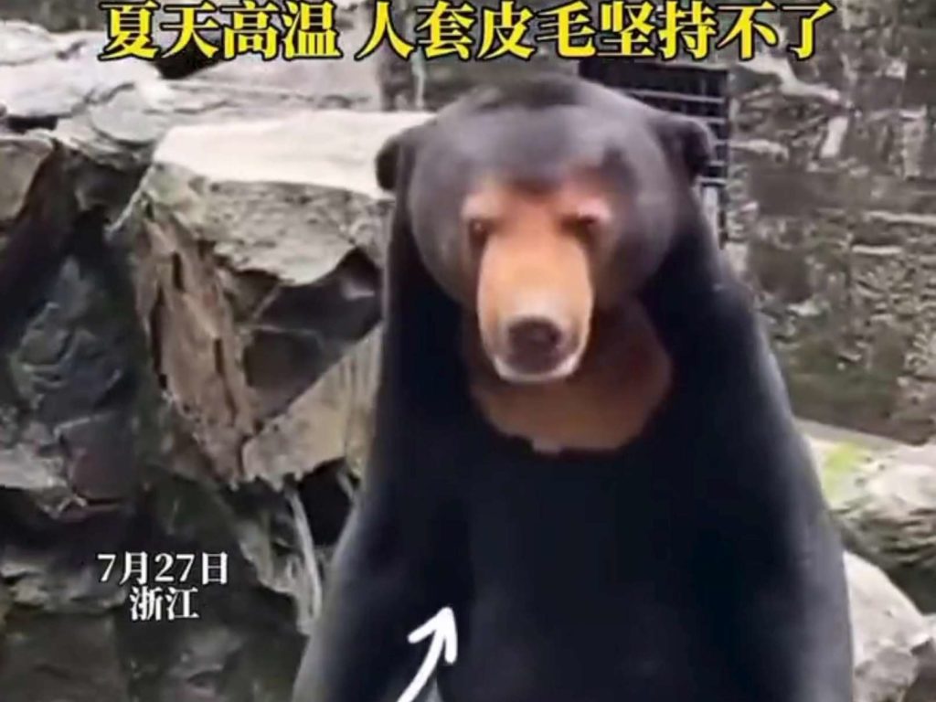 Un zoo chinois accusé de faux animaux