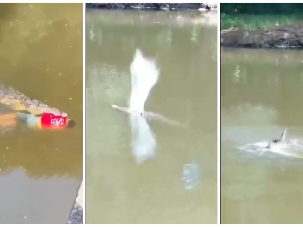 un footballeur tué par un crocodile