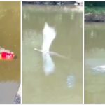 giocatore calcio ucciso coccodrillo