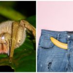 Supermercato chiude per la presenza di un ragno: il suo morso causa erezioni