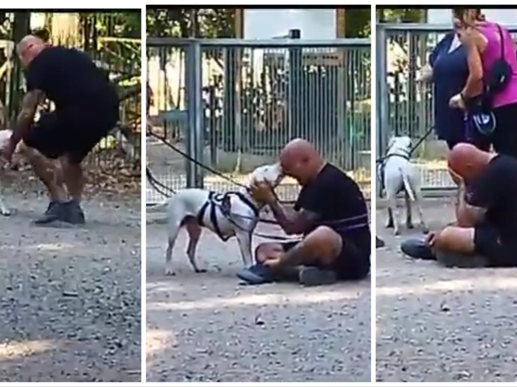 Weiss le pitbull sourd trouvé à Livourne, la rencontre touchante avec ses propriétaires