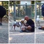 Ritrovato a Livorno Weiss il pittbull sordo, il commovente incontro coi padroni