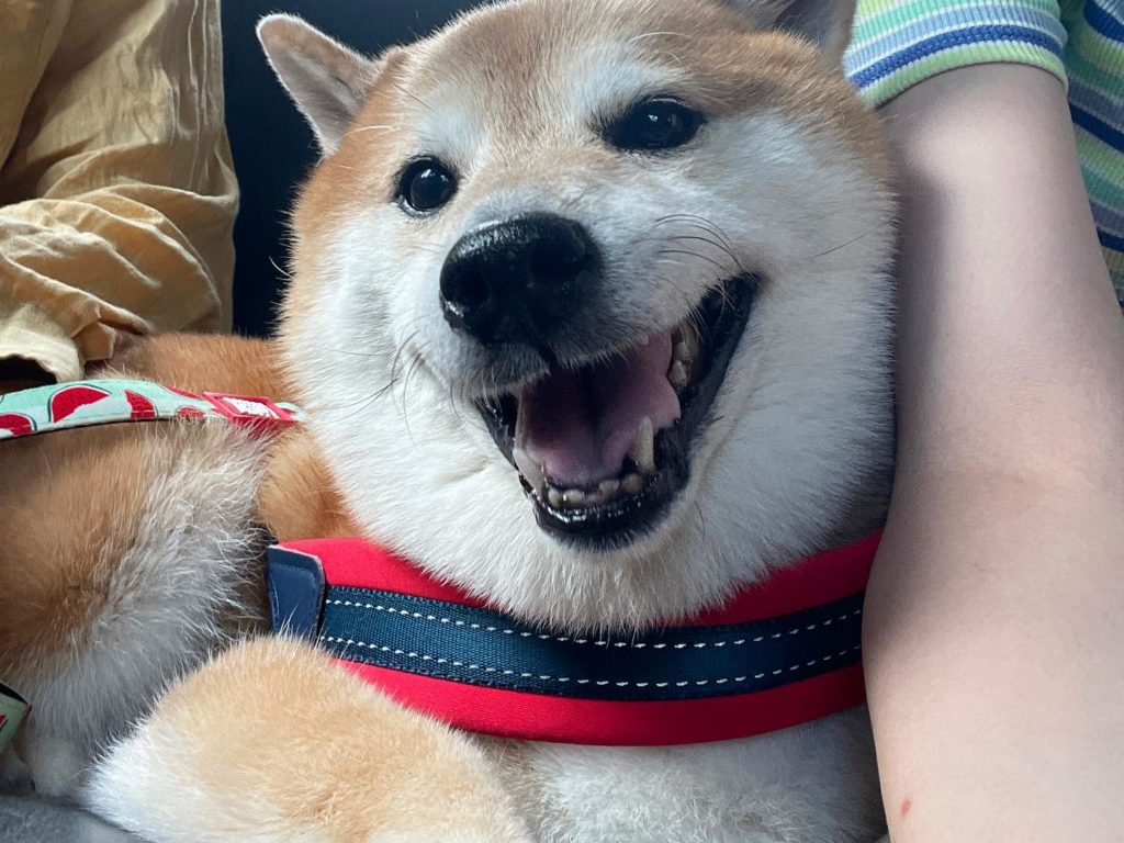 mème de chien Cheems mort