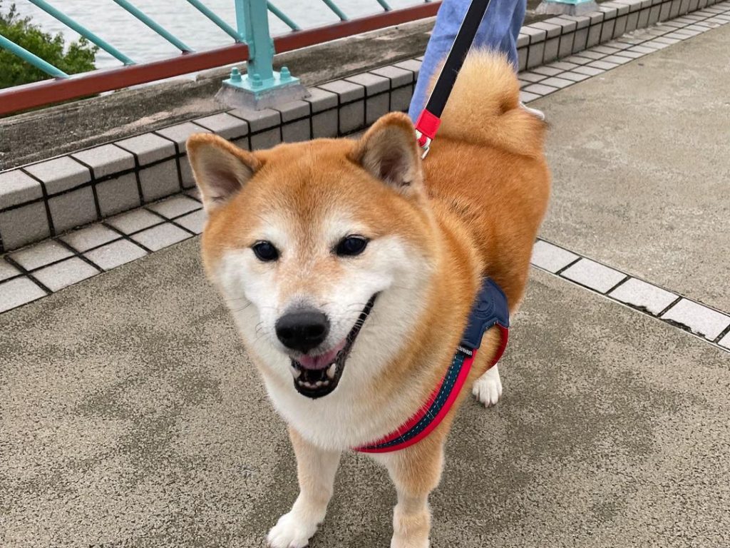 mème de chien Cheems mort