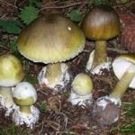 Coi funghi velenosi (i più letali al mondo) stermina la famiglia ma l’ex marito si salva