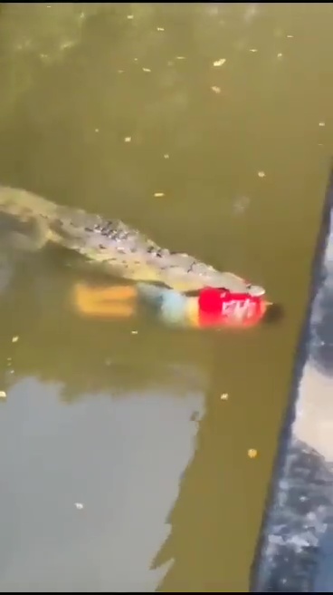 un footballeur tué par un crocodile