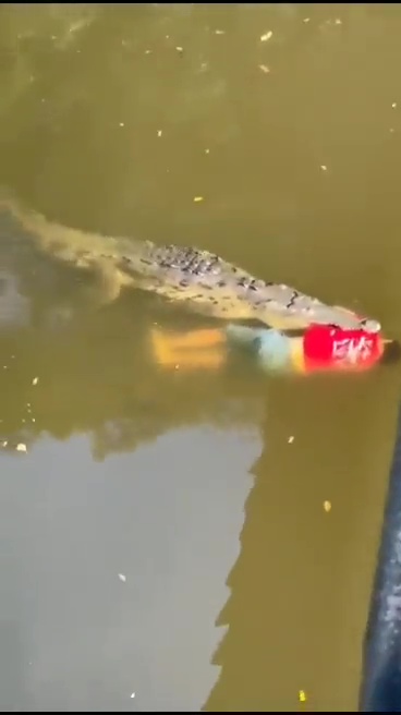 un footballeur tué par un crocodile