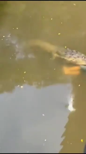 un footballeur tué par un crocodile