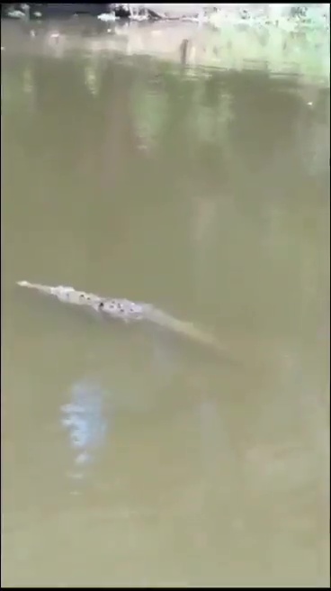 un footballeur tué par un crocodile