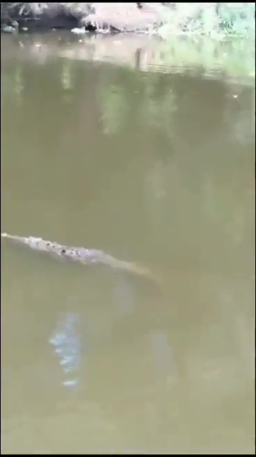 un footballeur tué par un crocodile