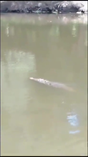 un footballeur tué par un crocodile