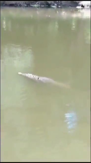 un footballeur tué par un crocodile