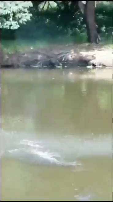 un footballeur tué par un crocodile