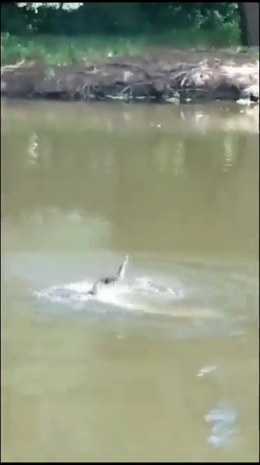 un footballeur tué par un crocodile