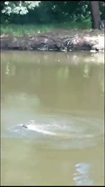 un footballeur tué par un crocodile