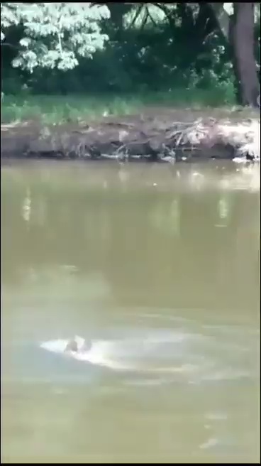 un footballeur tué par un crocodile