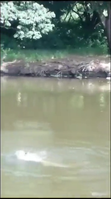 un footballeur tué par un crocodile