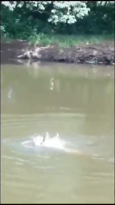 un footballeur tué par un crocodile