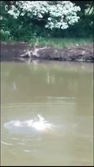 un footballeur tué par un crocodile