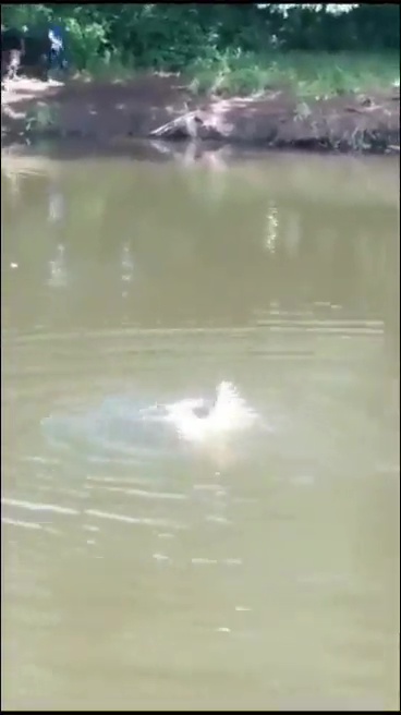 un footballeur tué par un crocodile