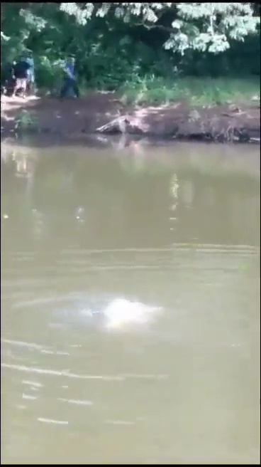 un footballeur tué par un crocodile