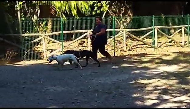 Weiss le pitbull sourd trouvé à Livourne, la rencontre touchante avec ses propriétaires