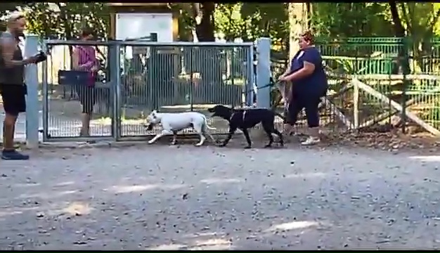 Weiss le pitbull sourd trouvé à Livourne, la rencontre touchante avec ses propriétaires