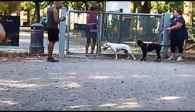 Weiss, der gehörlose Pitbull, wurde in Livorno gefunden, das rührende Treffen mit seinen Besitzern