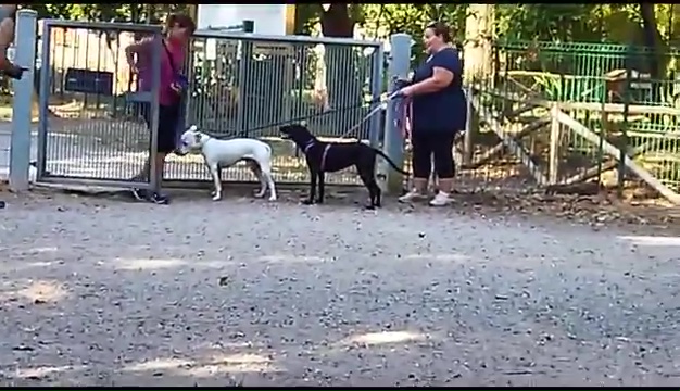 Weiss, der gehörlose Pitbull, wurde in Livorno gefunden, das rührende Treffen mit seinen Besitzern