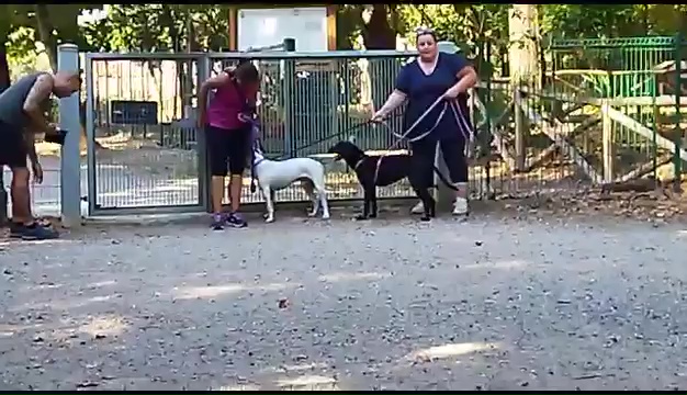 Weiss le pitbull sourd trouvé à Livourne, la rencontre touchante avec ses propriétaires