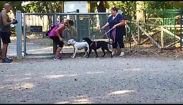 Weiss, der gehörlose Pitbull, wurde in Livorno gefunden, das rührende Treffen mit seinen Besitzern