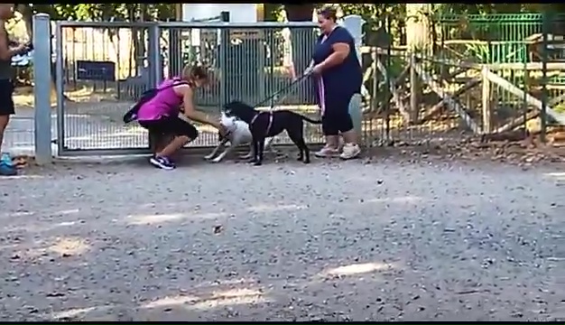 Weiss le pitbull sourd trouvé à Livourne, la rencontre touchante avec ses propriétaires