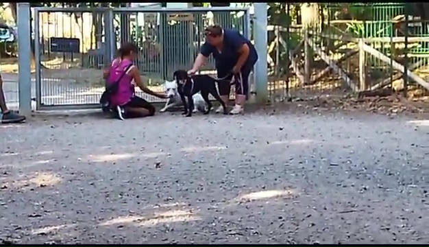 Weiss le pitbull sourd trouvé à Livourne, la rencontre touchante avec ses propriétaires