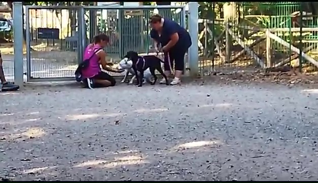 Weiss, der gehörlose Pitbull, wurde in Livorno gefunden, das rührende Treffen mit seinen Besitzern