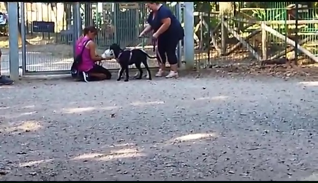 Weiss, der gehörlose Pitbull, wurde in Livorno gefunden, das rührende Treffen mit seinen Besitzern